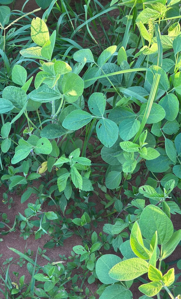 Soybean crop photo with weeds and minor leaf feeding damage